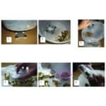 L.E.M. Plus – Bild 2